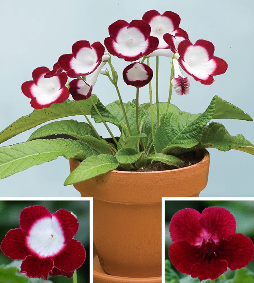 Cape Primrose ‘Roulette Cherry’ (Streptocarpus hybrid)