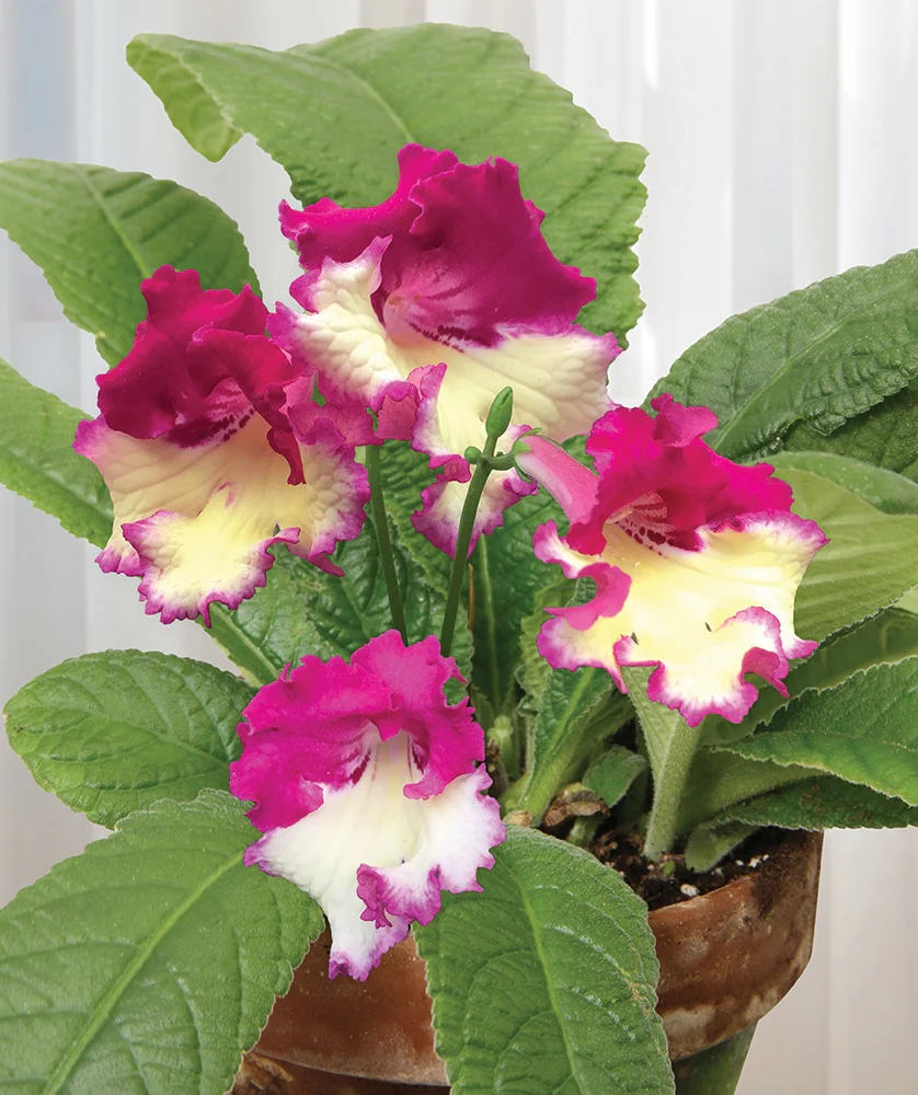 Cape Primrose ‘Wow’ (Streptocarpus hybrid)