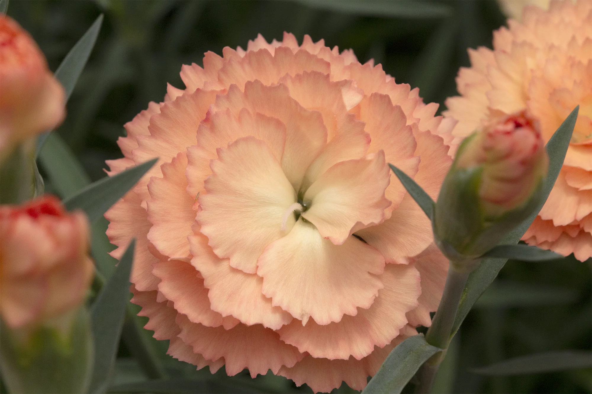 Carnation SuperTrouper® ‘Orange’ PP (Dianthus caryophyllus) - Image 2