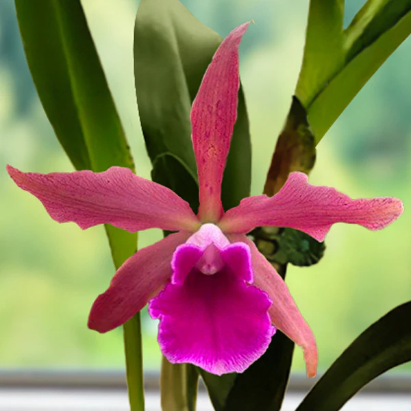 Cattleya Orchid Cruella (Cattleya hybrid)