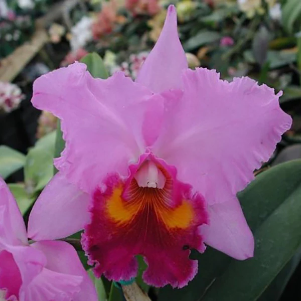 Cattleya Orchid Irene Holguin ‘Brown Eyes’ AM/AOS (Cattleya hybrid)