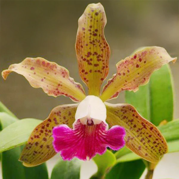 Cattleya Orchid 'Raingreen's Small Wonder' (Cattleya schilleriana x C. Small World hybrid)