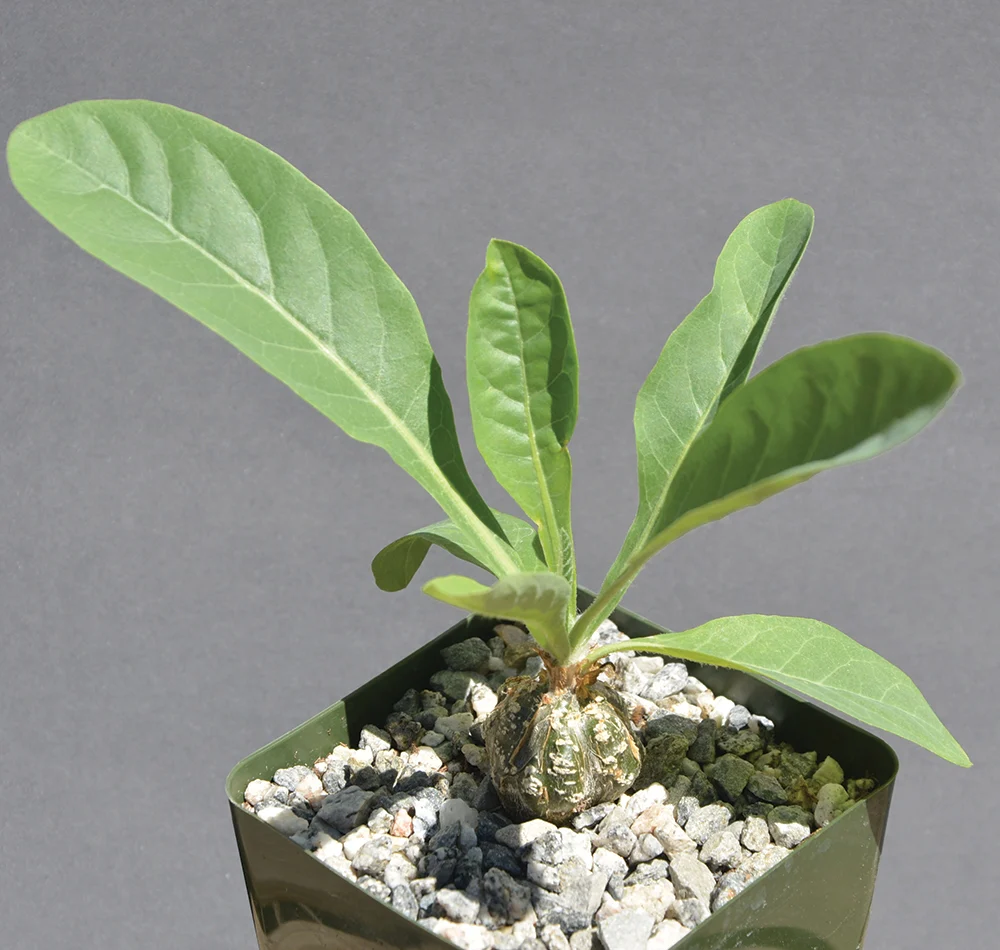 Cephalopentandra (Cephalopentandra ecirrhosa) - Image 2