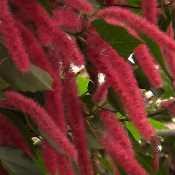 Chenille Plant (Acalypha hispida) - Image 2
