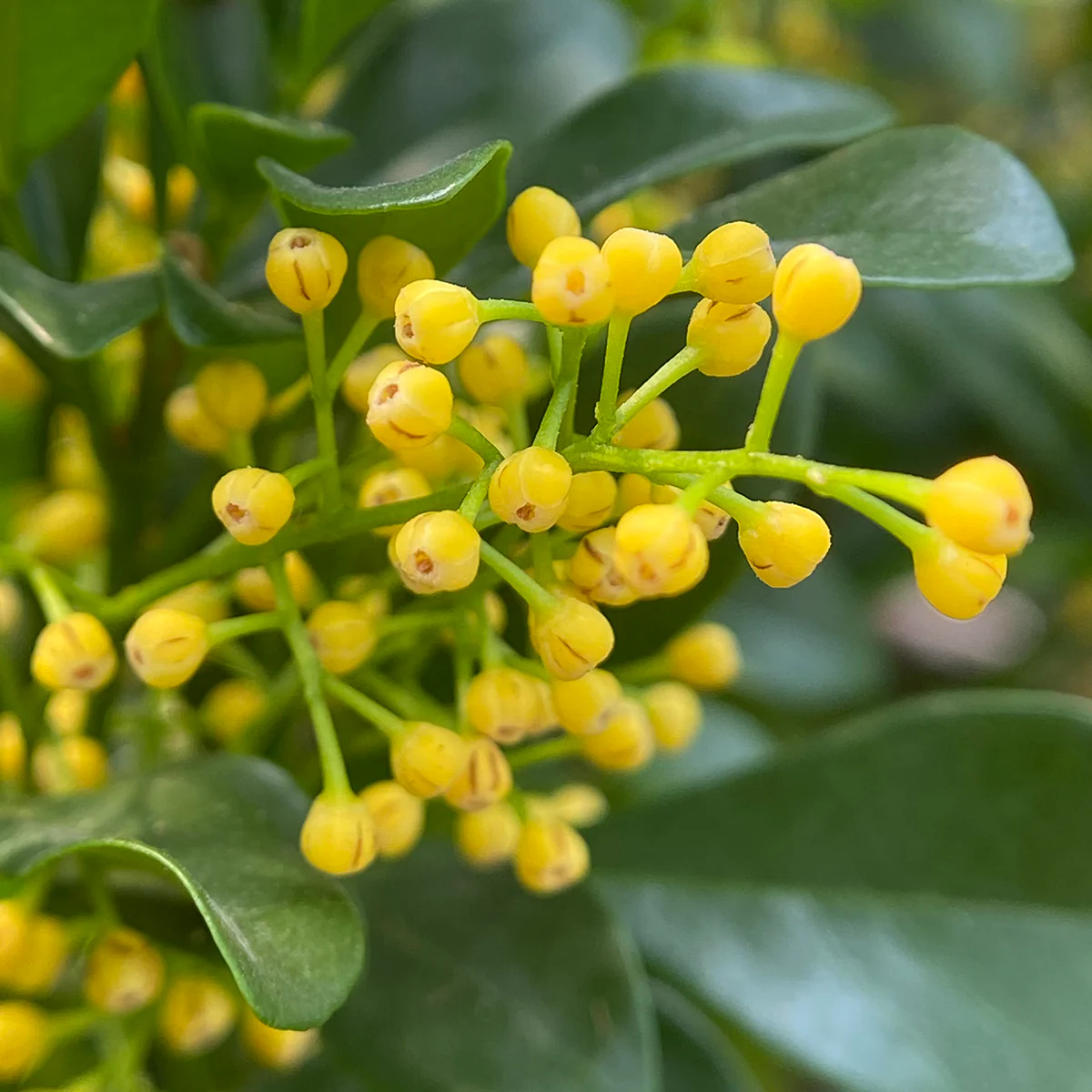 Chinese Perfume Plant (Aglaia odorata) - Image 2