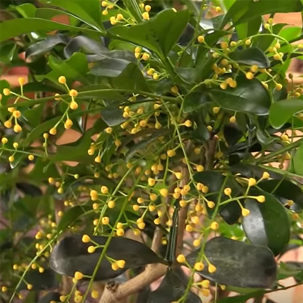 Chinese Perfume Plant (Aglaia odorata) - Image 3