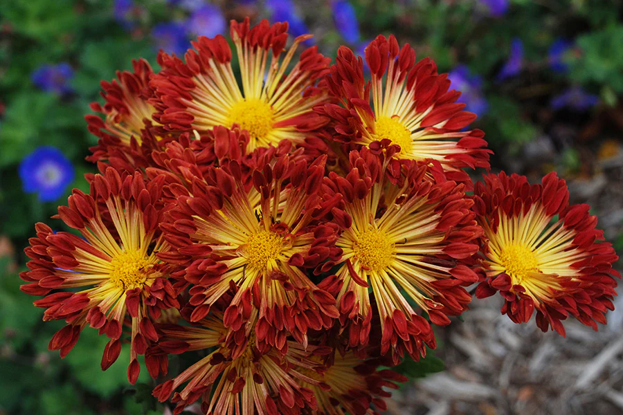 Chrysanthemum ‘Matchsticks’ (Chrysanthemum hybrid) - Image 2