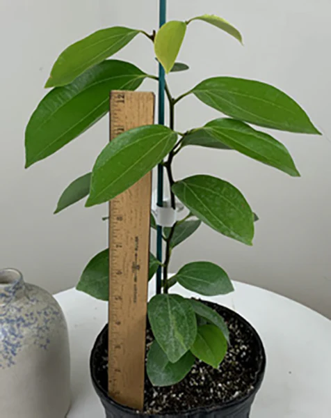 Cinnamon Spice Plant (Cinnamomum zeylanicum) - Image 3
