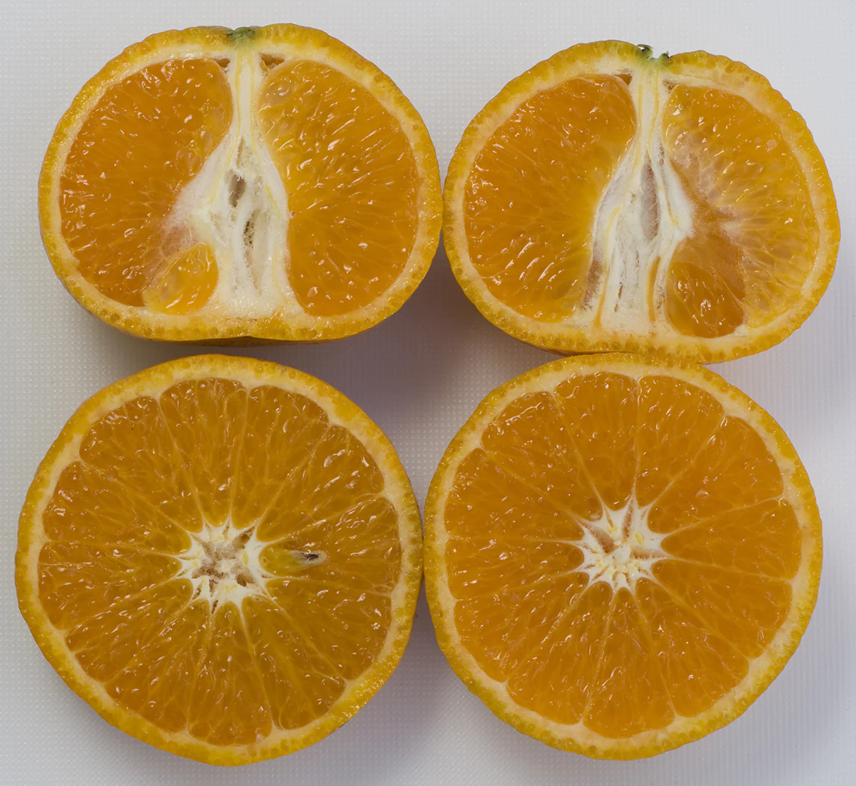 Citrus Shasta Gold™ Mandarin PP (Citrus reticulata hybrid) - Image 2