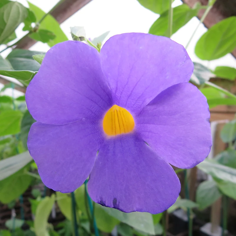 Clock Vine (Thunbergia battiscombei) - Image 2