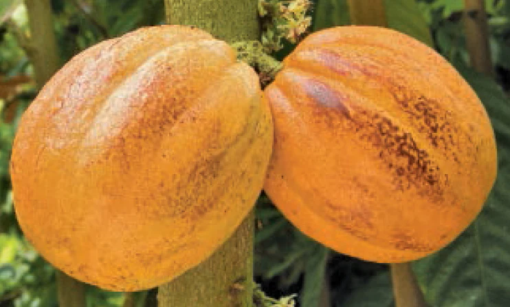 Cocoa Tree (Theobroma cacao)