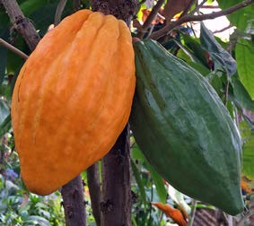 Cocoa Tree (Theobroma cacao 'Trinitario') - Image 2