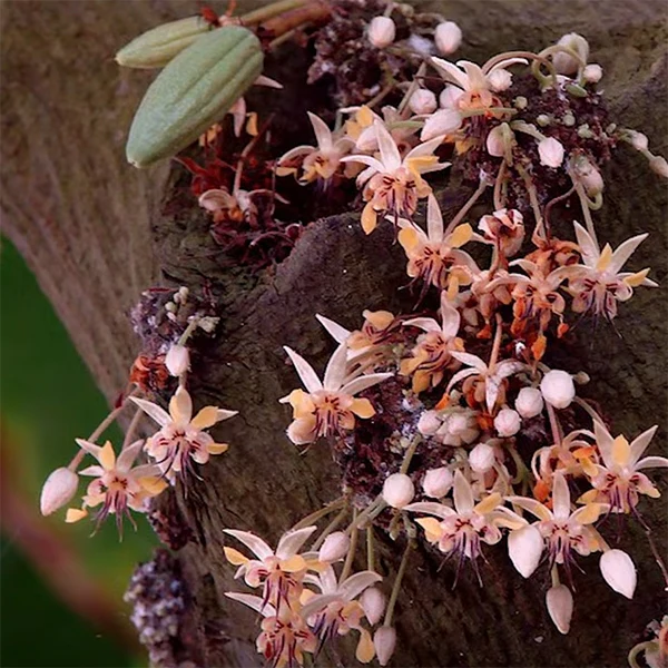 Cocoa Tree (Theobroma cacao 'Trinitario') - Image 3