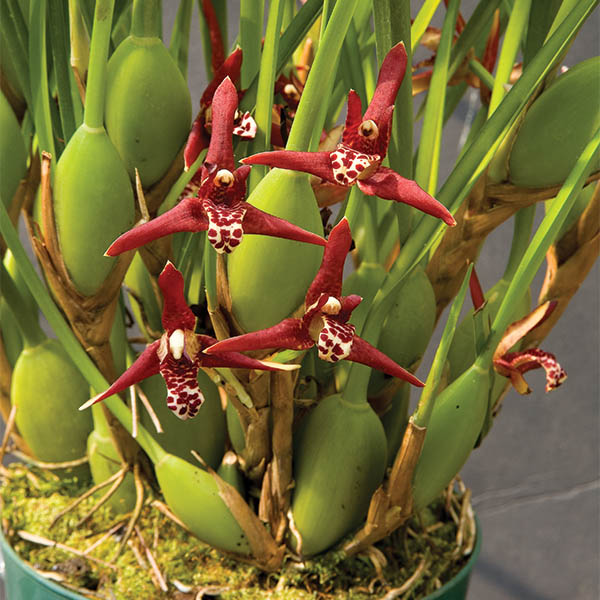 Coconut Orchid (Maxillaria tenuifolia)