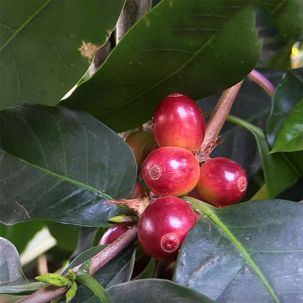 Coffee Plant (Coffea arabica) - Image 2