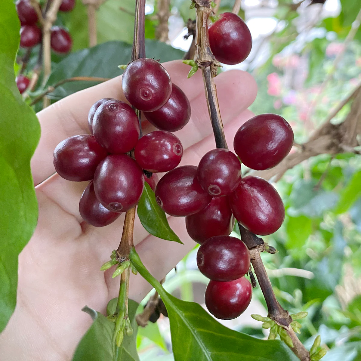 Coffee Plant (Coffea arabica) - Image 3