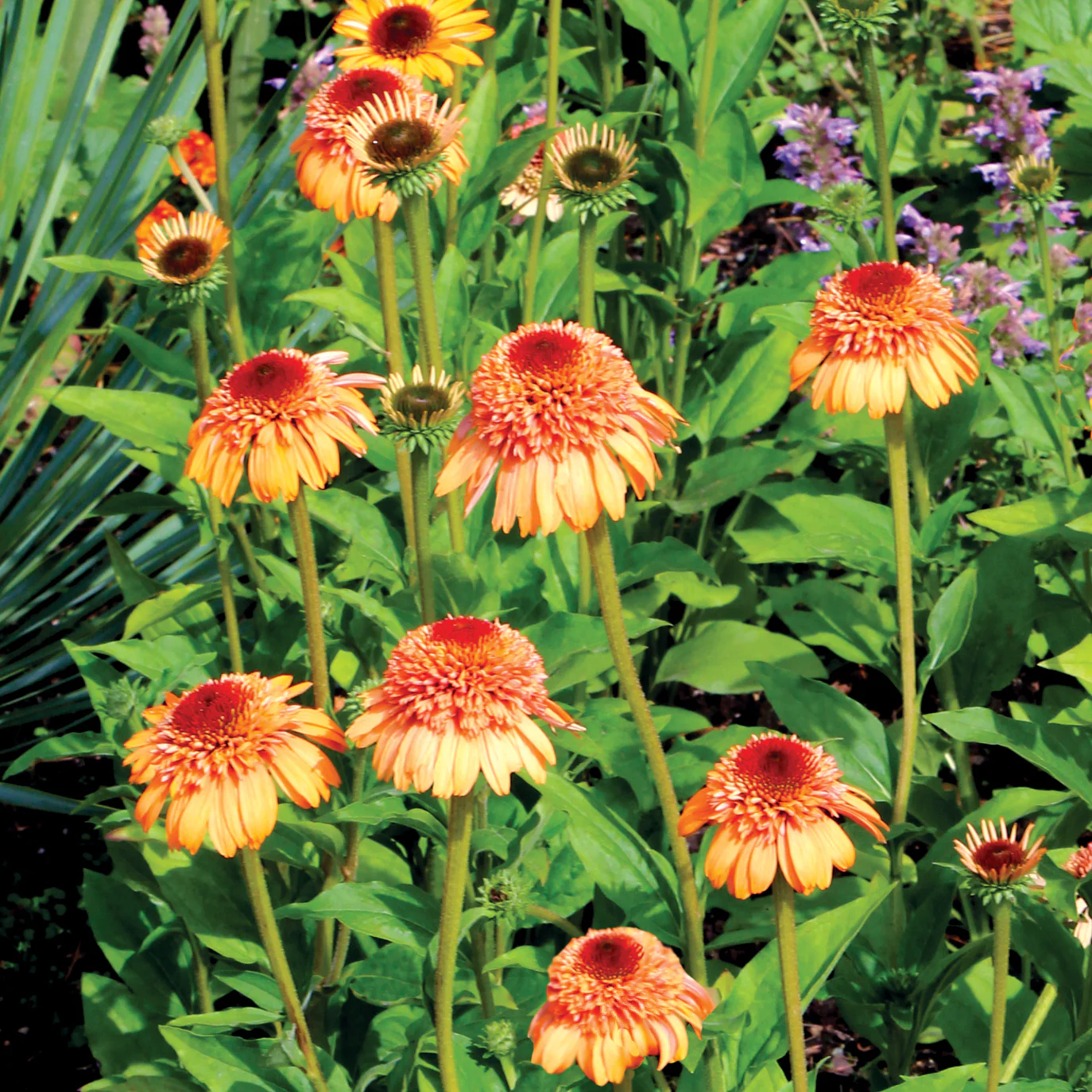 Coneflower Supreme™ ‘Cantaloupe’ PP (Echinacea hybrid) - Image 2