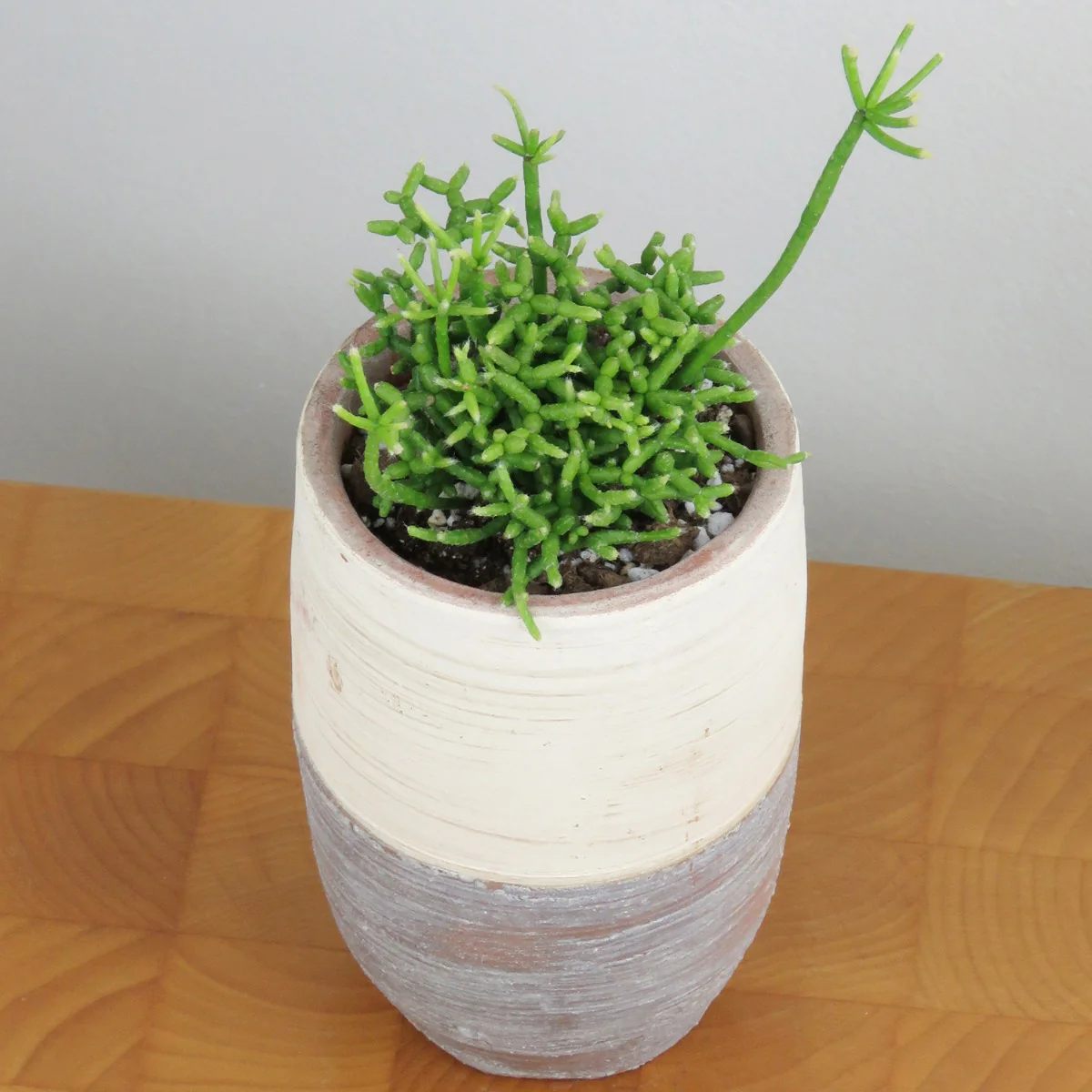 Coral Cactus (Rhipsalis cereuscula)
