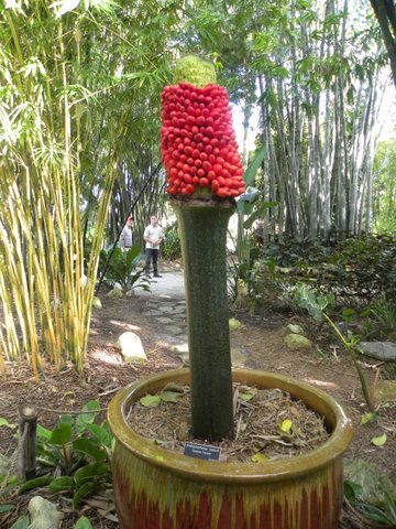 Corpse Flower (Amorphophallus titanum) - Image 2