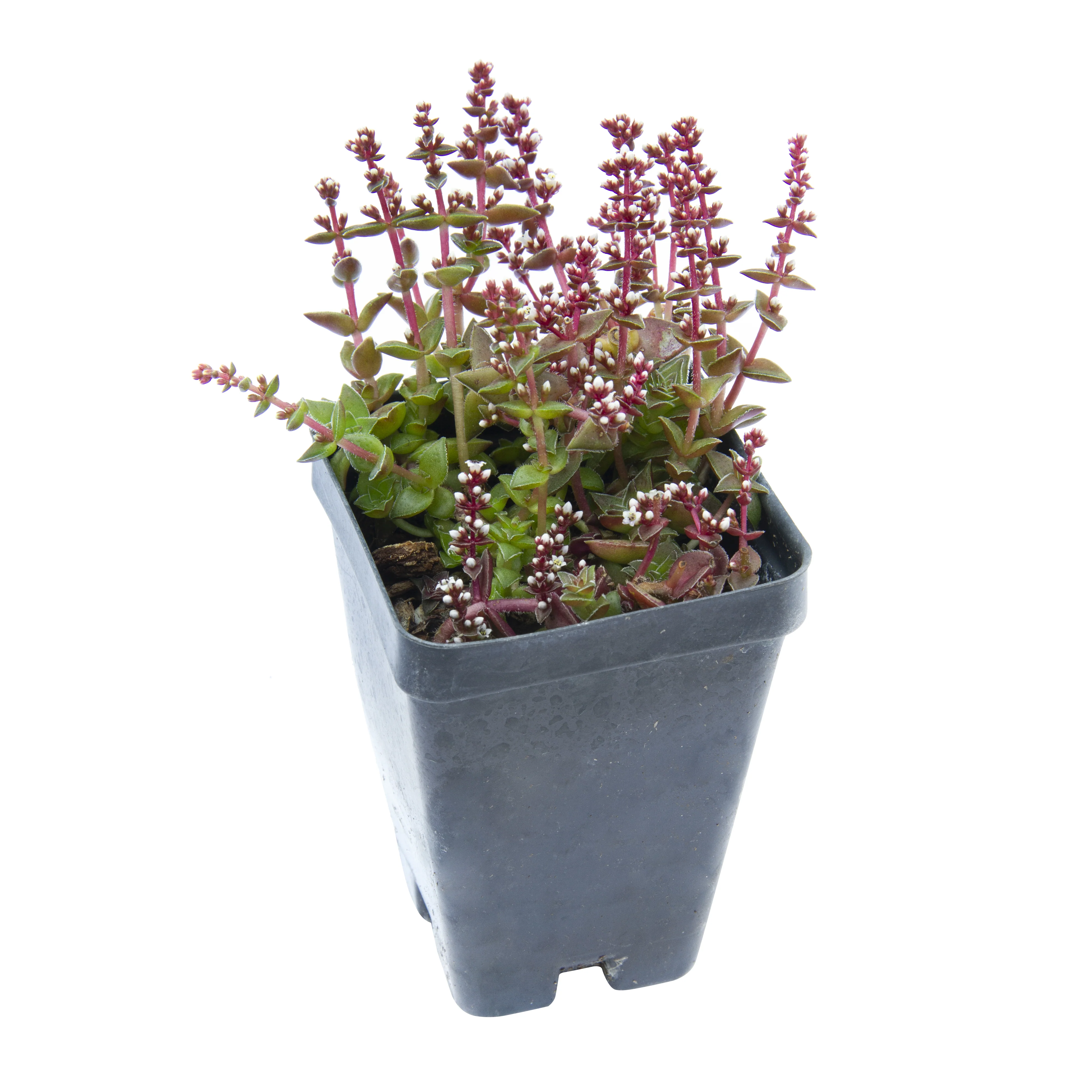 Crassula ‘Red Pagoda’ (Crassula capitella) - Image 2