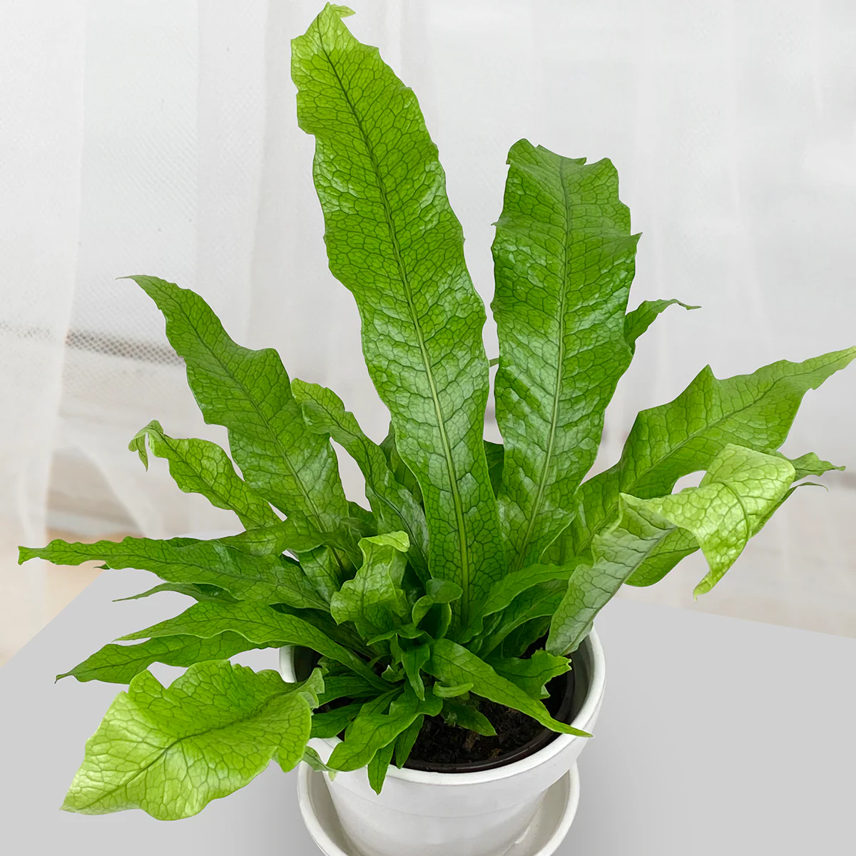 Crocodile Fern (Microsorum musifolium ‘Crocodyllus’) - Image 2