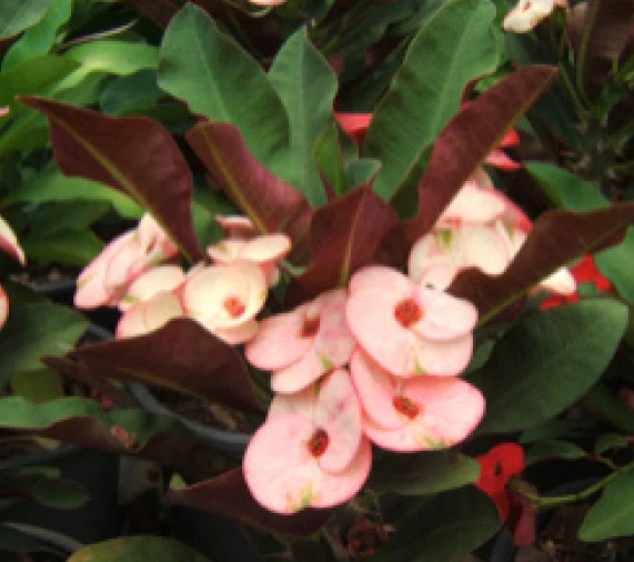 Crown of Thorns ‘Black Pearl’ (Euphorbia milii hybrid)