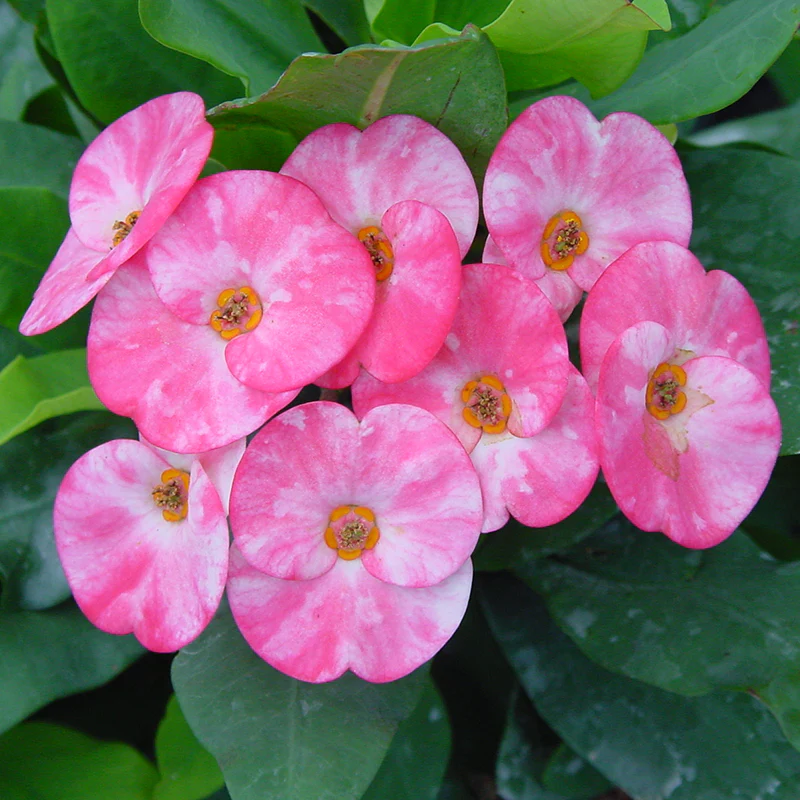 Crown of Thorns ‘Blushing Elegance’ (Euphorbia milii hybrid) - Image 2