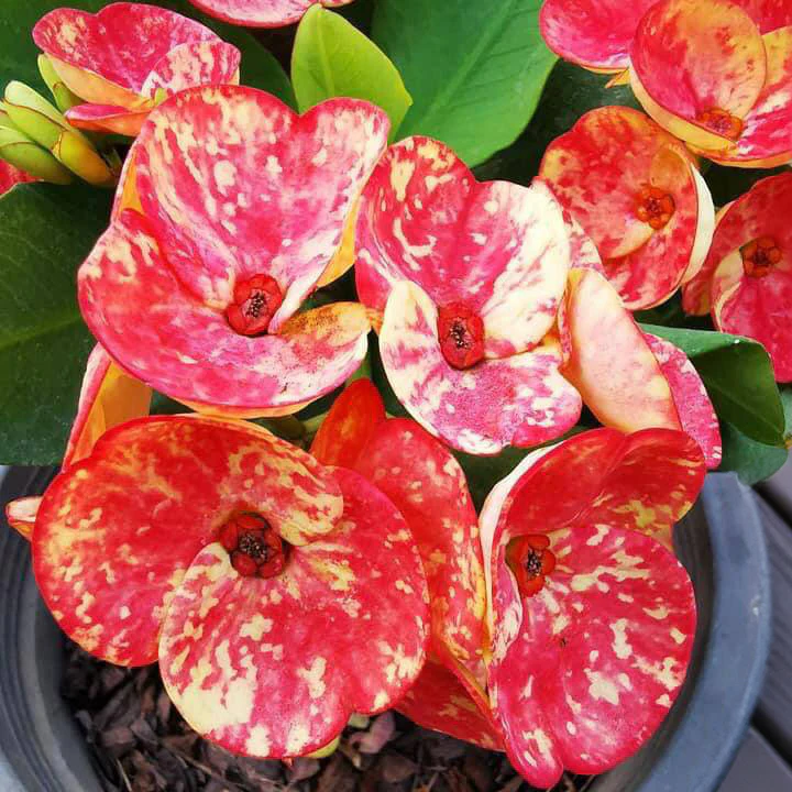Crown of Thorns ‘Golden Bell’ (Euphorbia milii hybrid) - Image 2