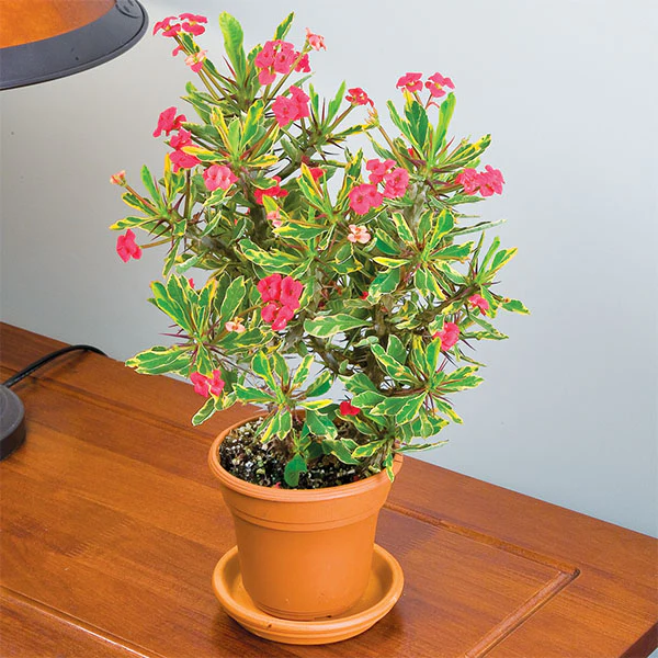 Crown of Thorns ‘Golden Gem’ (Euphorbia milii splendens)