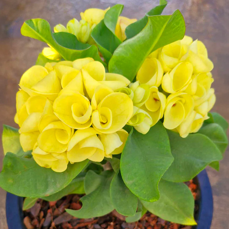 Crown of Thorns ‘Lemon Surprise’ (Euphorbia hybrid)