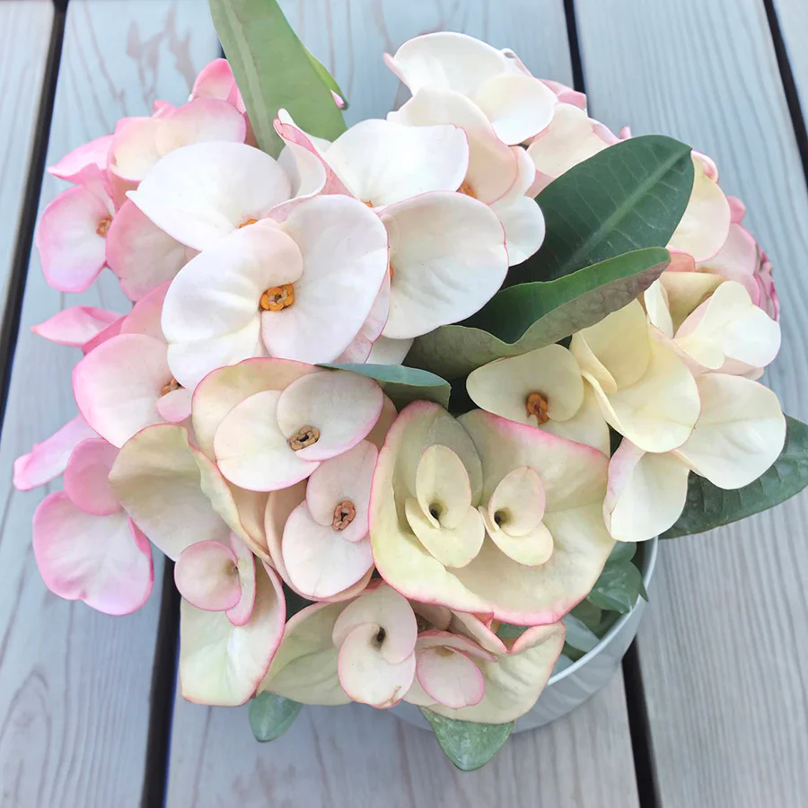 Crown of Thorns ‘Mother of Pearl’ (Euphorbia milii hybrid)