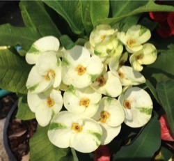 Crown of Thorns ‘Ochin’ (Euphorbia milii hybrid)