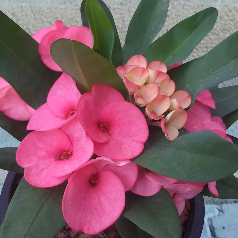 Crown of Thorns ‘Pink Jewel’ (Euphorbia milii hybrid)