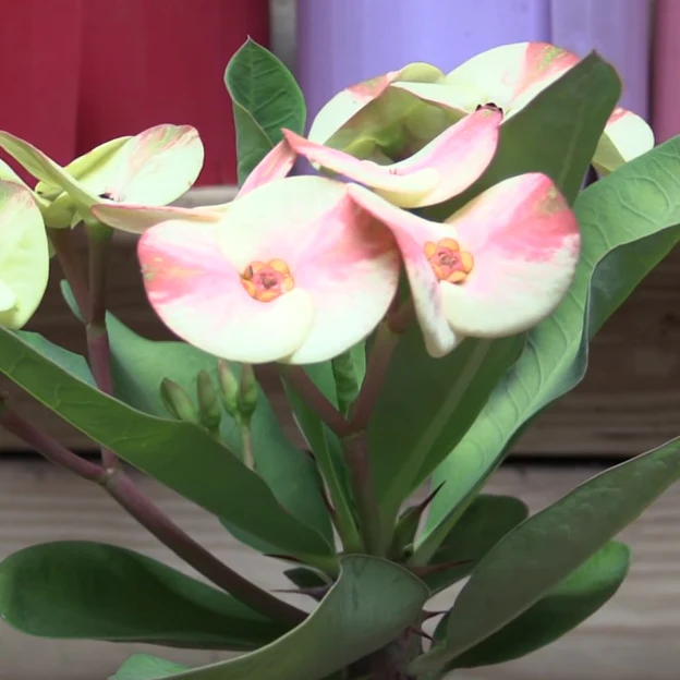 Crown of Thorns ‘Red’ (Euphorbia milii hybrid) - Image 2