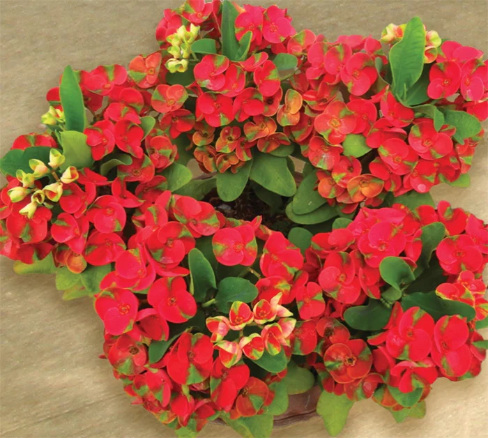 Crown of Thorns ‘Red Dragon’ (Euphorbia milii hybrid)