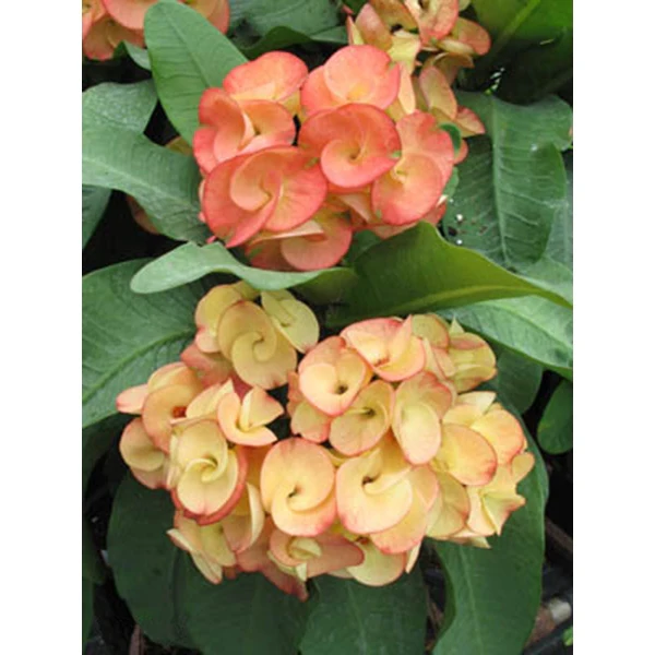 Crown of Thorns ‘Sunkist’ (Euphorbia milii hybrid) - Image 3