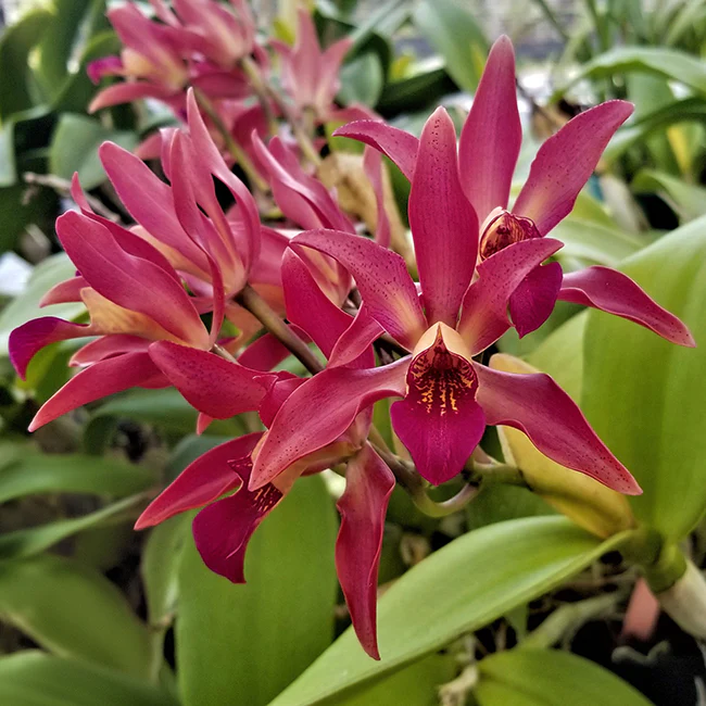 Ctt. Orchid SunCoast ‘Sienna Stars’ (Callianthe hybrid)