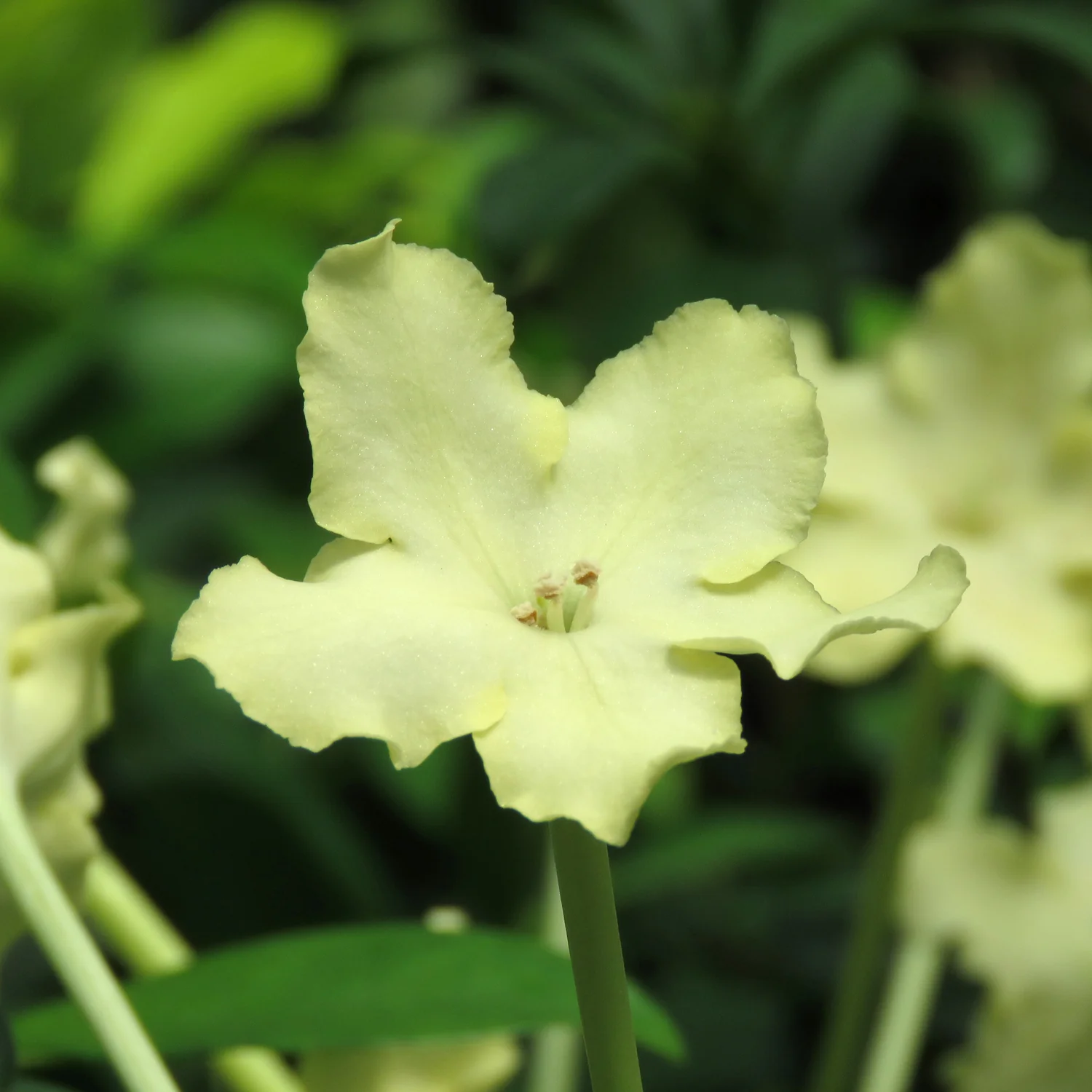 Cuban Raintree (Brunfelsia nitida) - Image 2