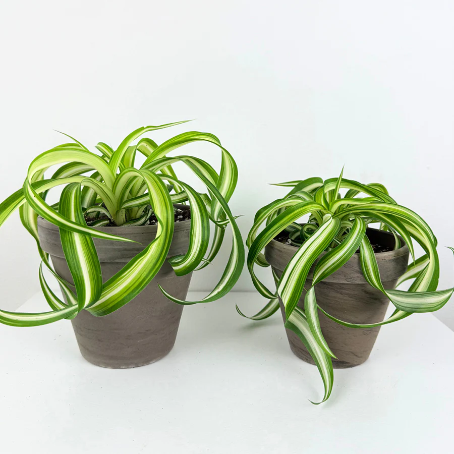 Curly Spider Plant 'Bonnie' (Chlorophytum comosum) - Image 2