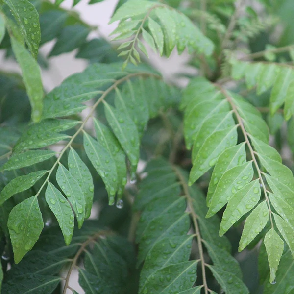 Curry Leaf Plant (Murraya koenigii) - Image 2