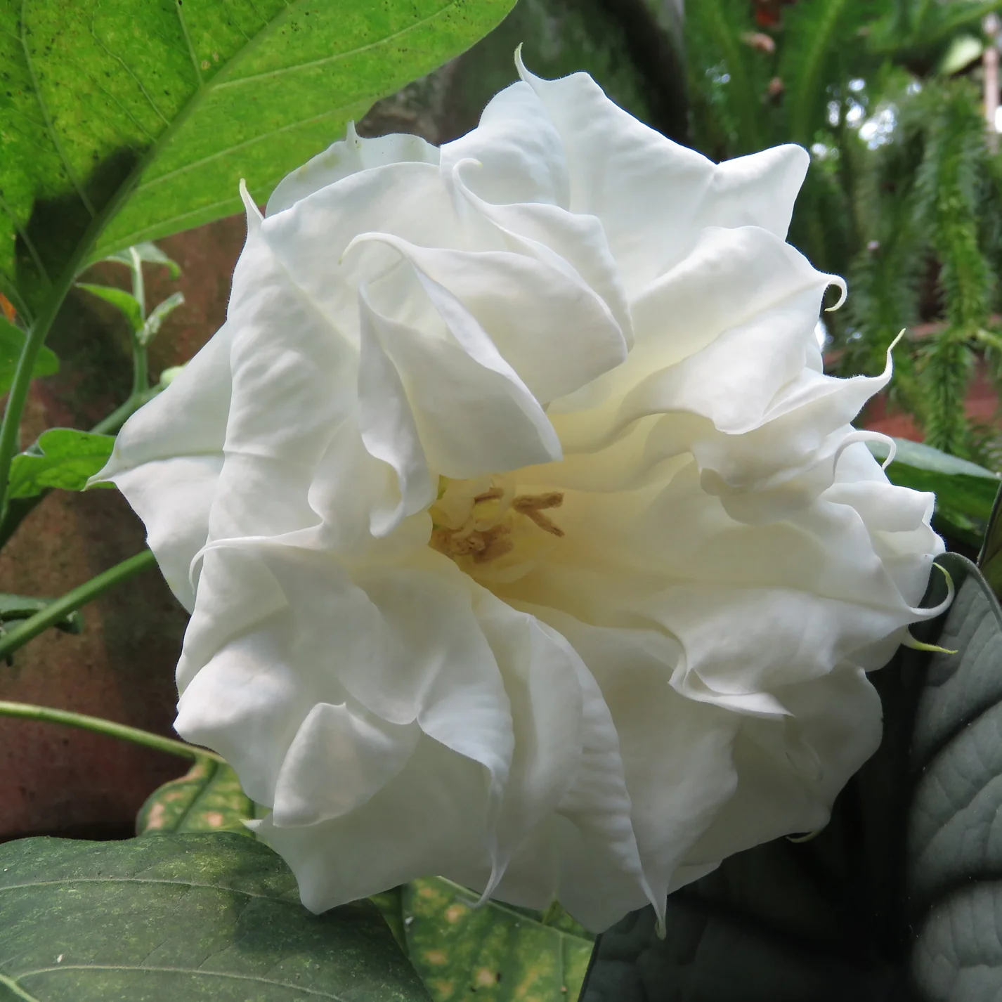 Datura ‘Alba’ (Datura metel) - Image 2