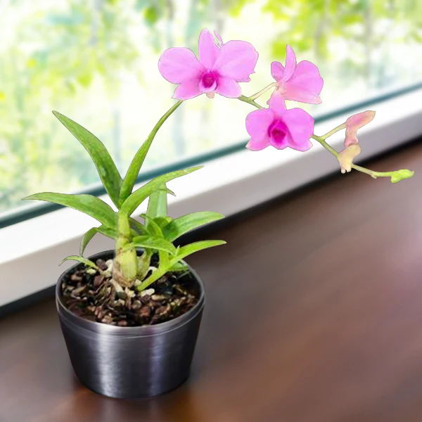 Dendrobium Orchid ‘Zeschia Lynn’ (Dendrobium bigibbum var. compactum)