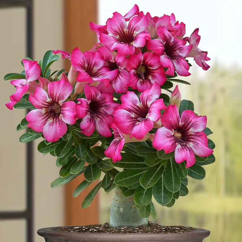 Desert Rose ‘Cherry Blossom’ (Adenium hybrid)