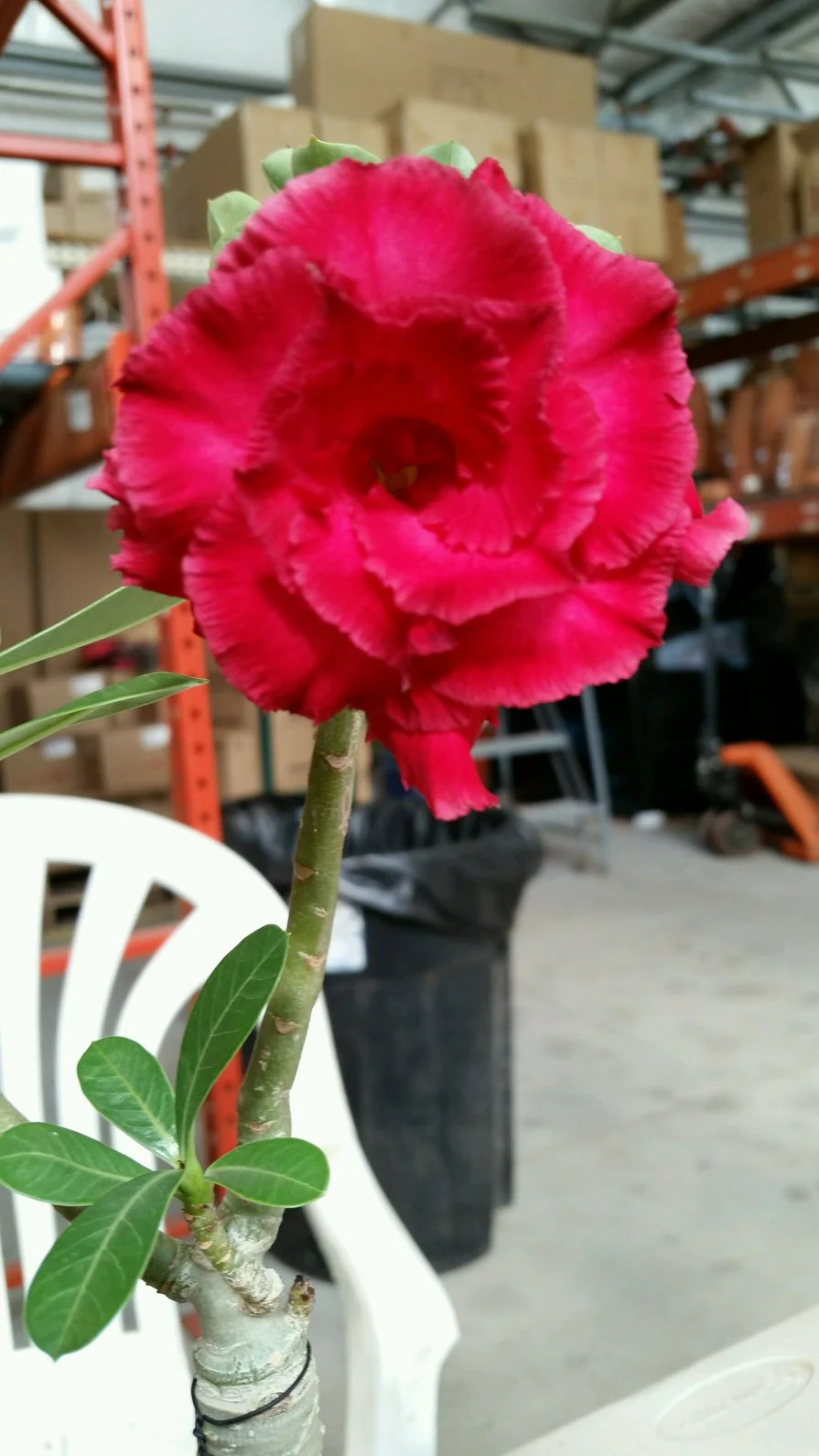 Desert Rose ‘Double Black Asia’ (Adenium hybrid) - Image 2