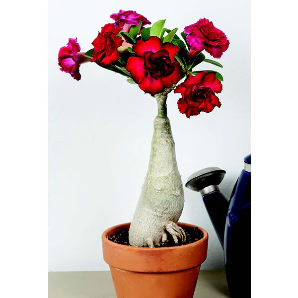 Desert Rose ‘Double Black Asia’ (Adenium hybrid) - Image 3
