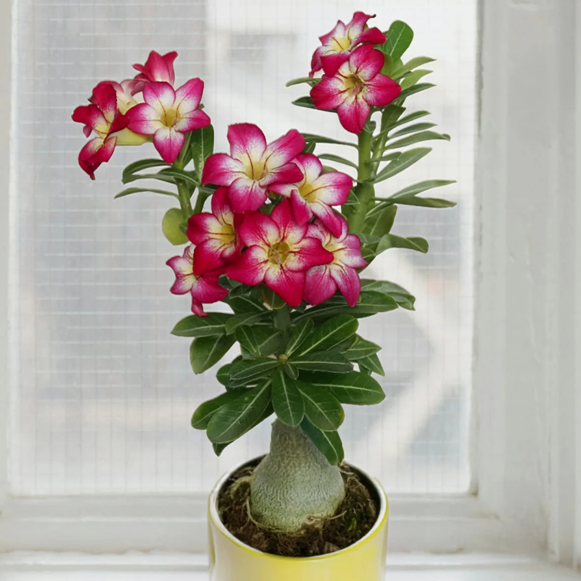 Desert Rose ‘Fiery Blaze’ (Adenium hybrid)