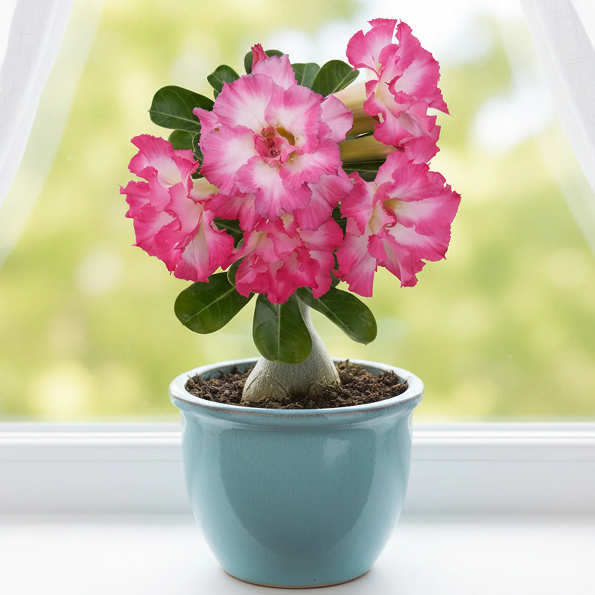 Desert Rose 'Flamingo' (Adenium hybrid) - Image 2