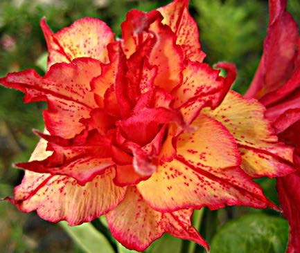 Desert Rose ‘Golden Carrot’ (Adenium obesum hybrid) - Image 2