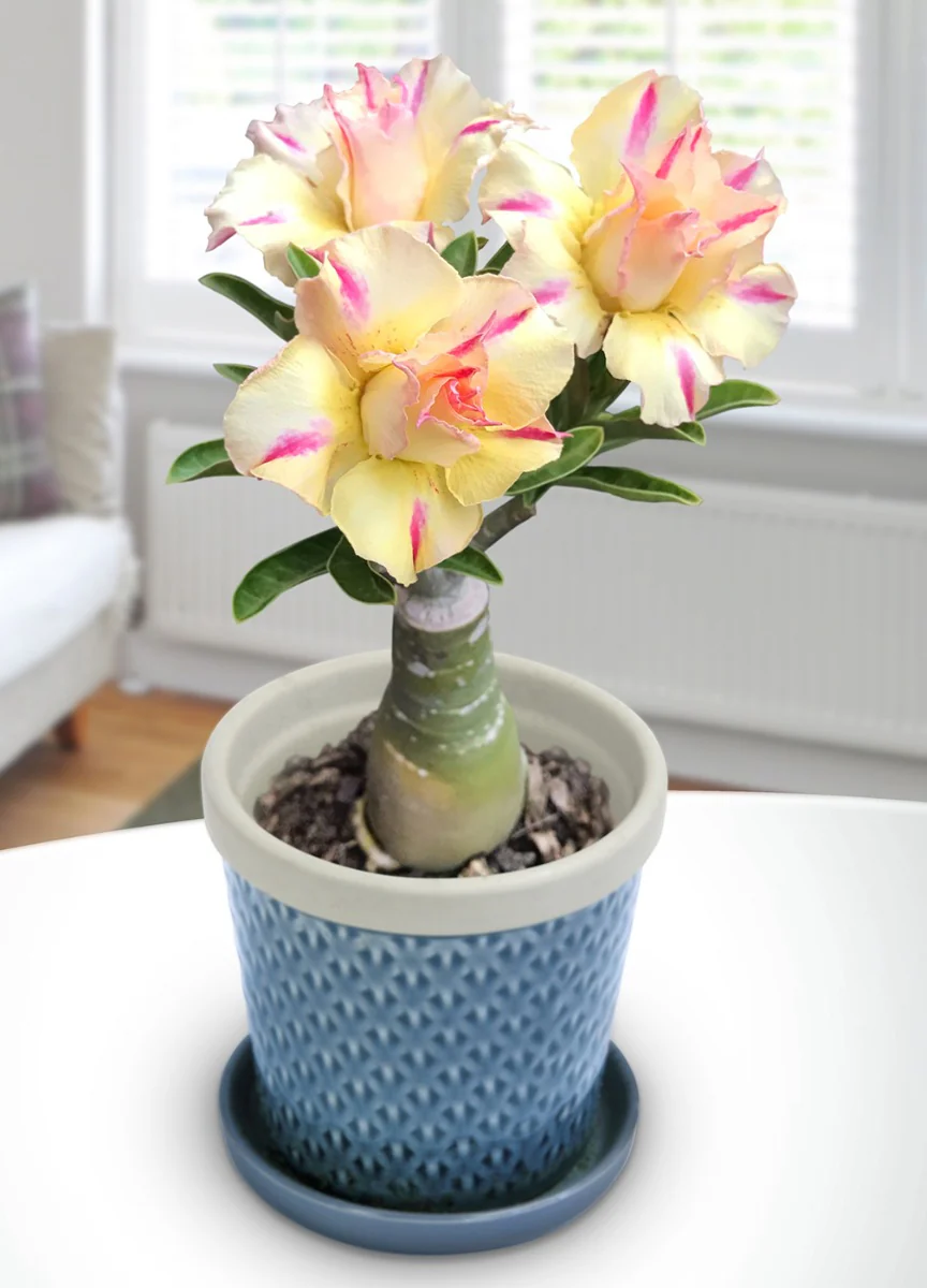 Desert Rose ‘Golden Millionaire’ (Adenium hybrid)