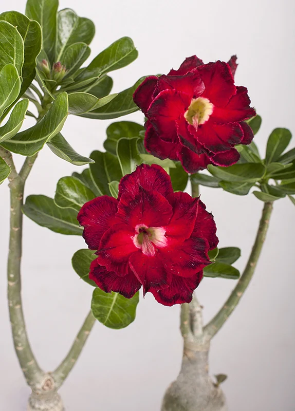 Desert Rose ‘Immortality 2’ (Adenium hybrid) - Image 3